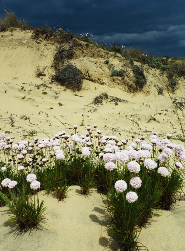 Вельвичия- растение пустыни Намиб