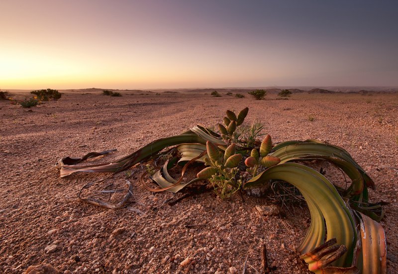 Вельвичия- растение пустыни Намиб