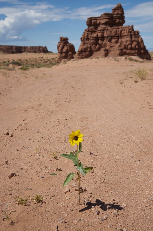 Биберштейн цветок пустыни