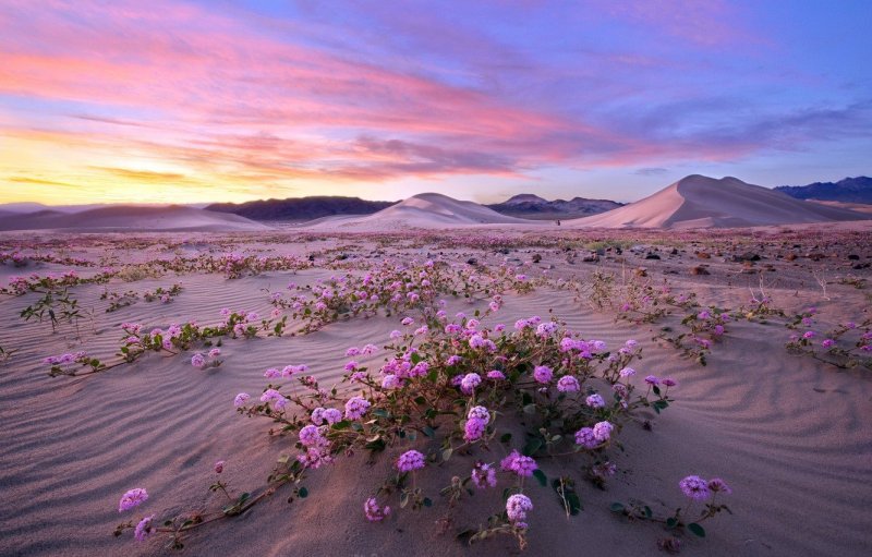Цветы в пустыне Намиб