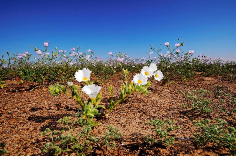Цветок среди пустыни