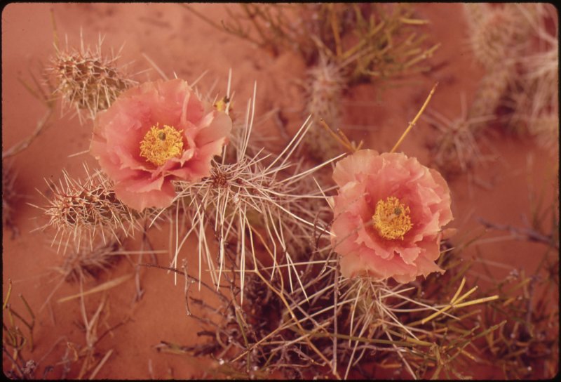 Цветы пустыни крупные