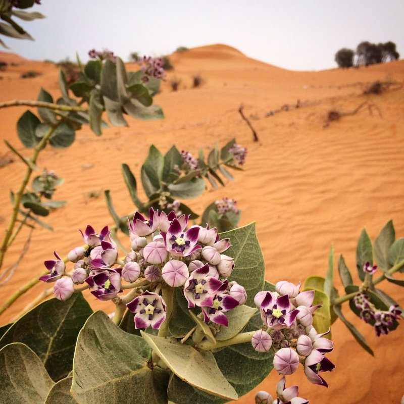 Бен Горхэм цветок в пустыне
