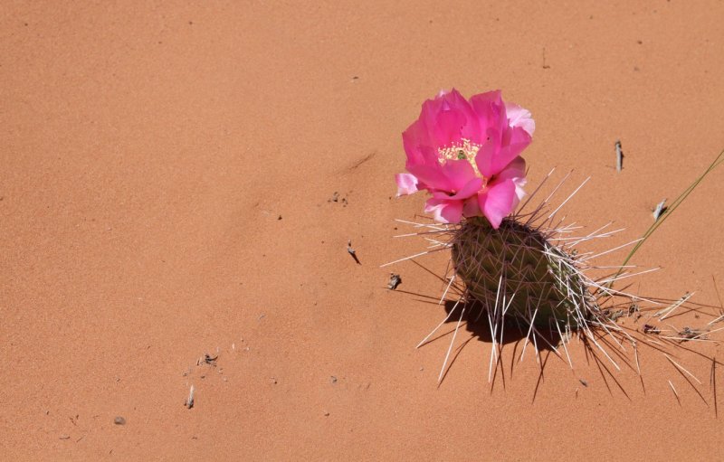 Песчаный цветок пустыни