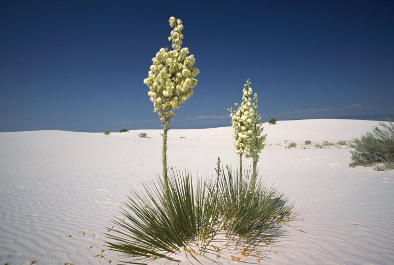 Растения белой пустыне