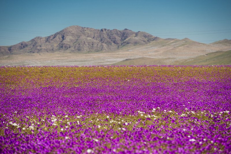 Цветы пустыни Долина смерти