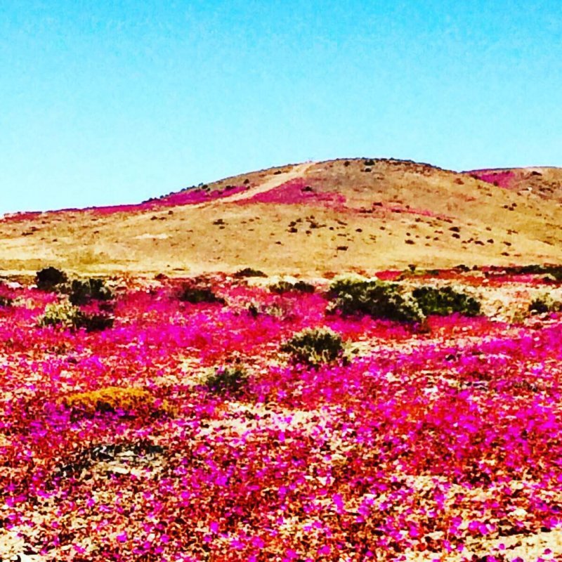 Atacama Desert Blooming
