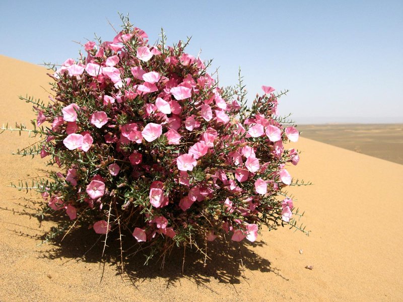 Пустынный цветок