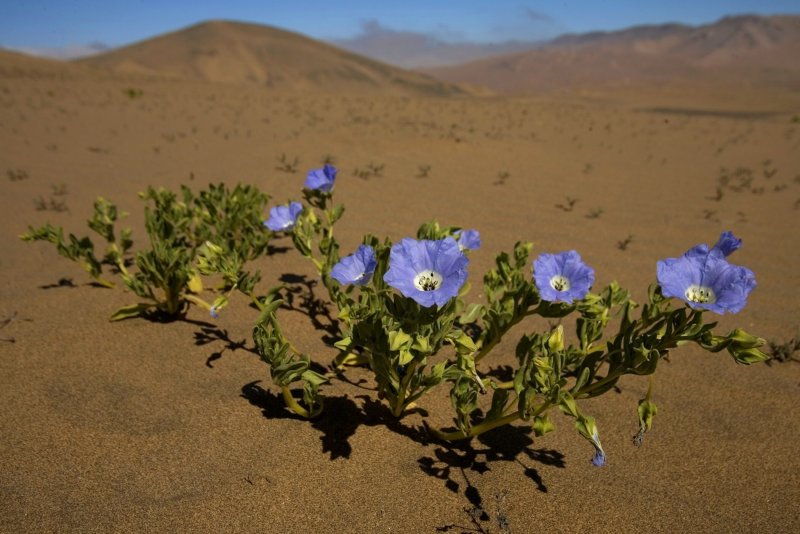 Цветущая пустыня Анза Боррего кактусы
