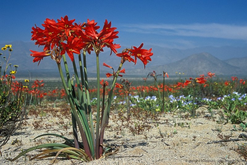 Цветковые растения пустыни