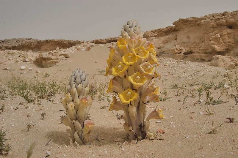 Весна в пустыне