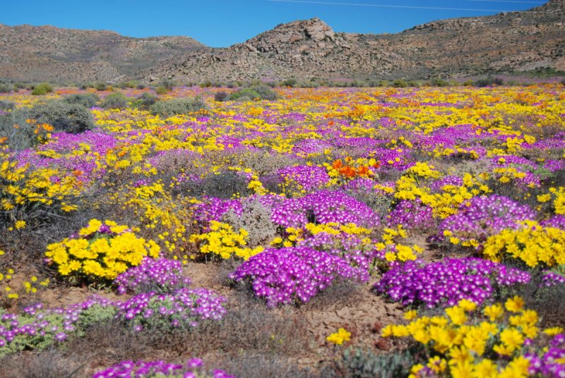 Пустыня Атакама, Чили цветы