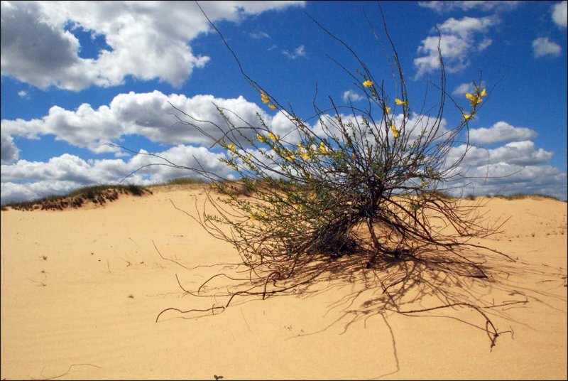 Цветы в пустыне Намиб
