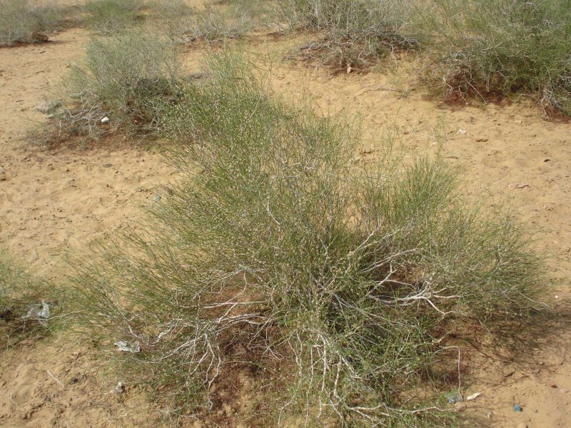 Степное растение Карагана
