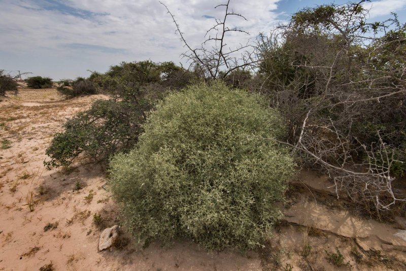 Колючие кустарники в пустыне
