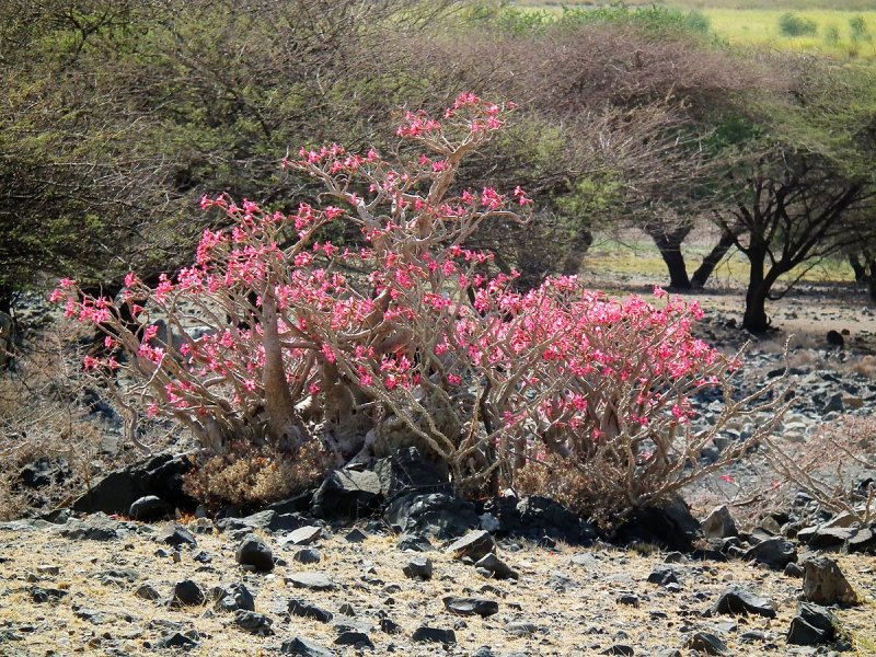 Колючие кустарники в Танзании
