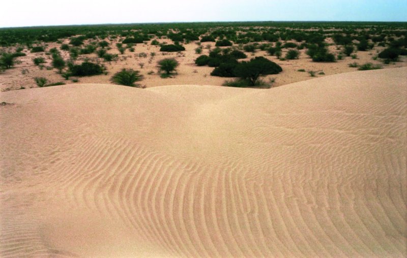 Пустыня Сечура