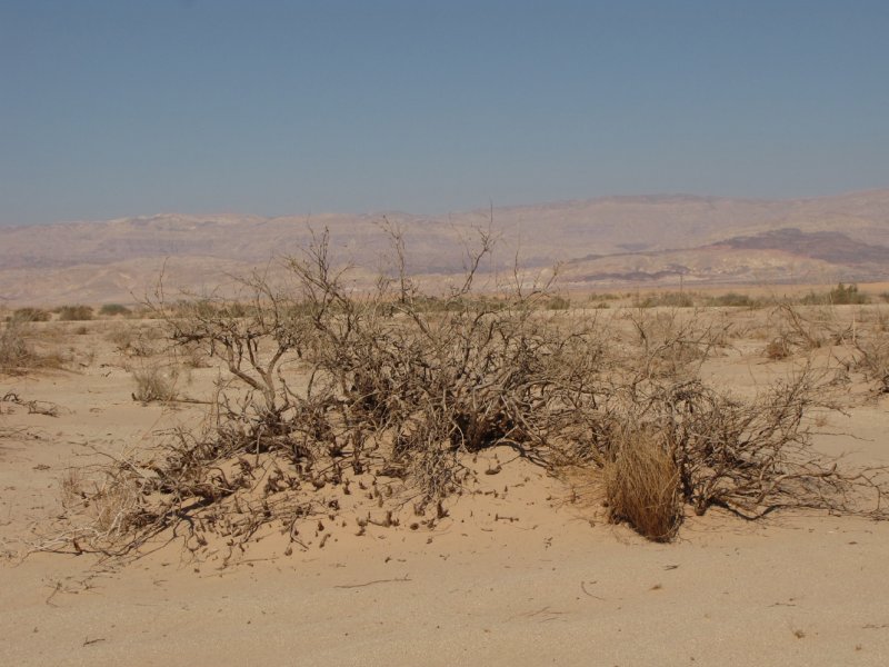 Джузгун в пустыне