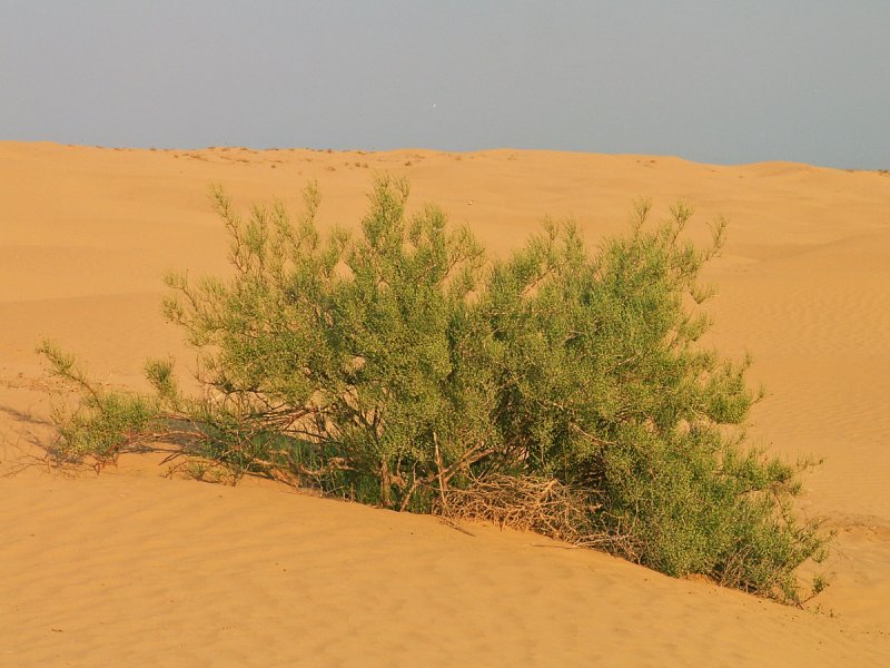 Растения пустынь джузгун