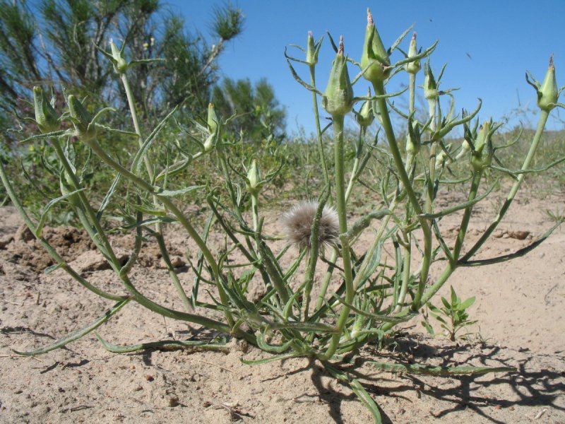 Растения пустыни Казахстана