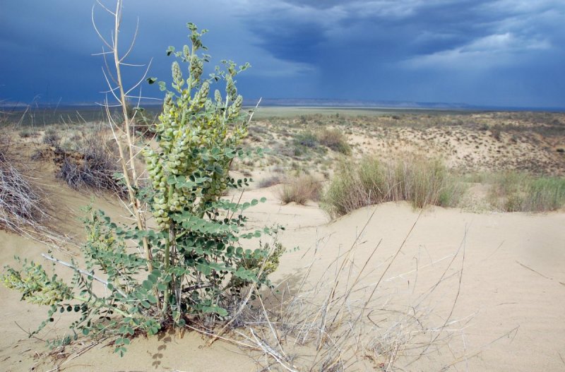 Кандым растение пустыни