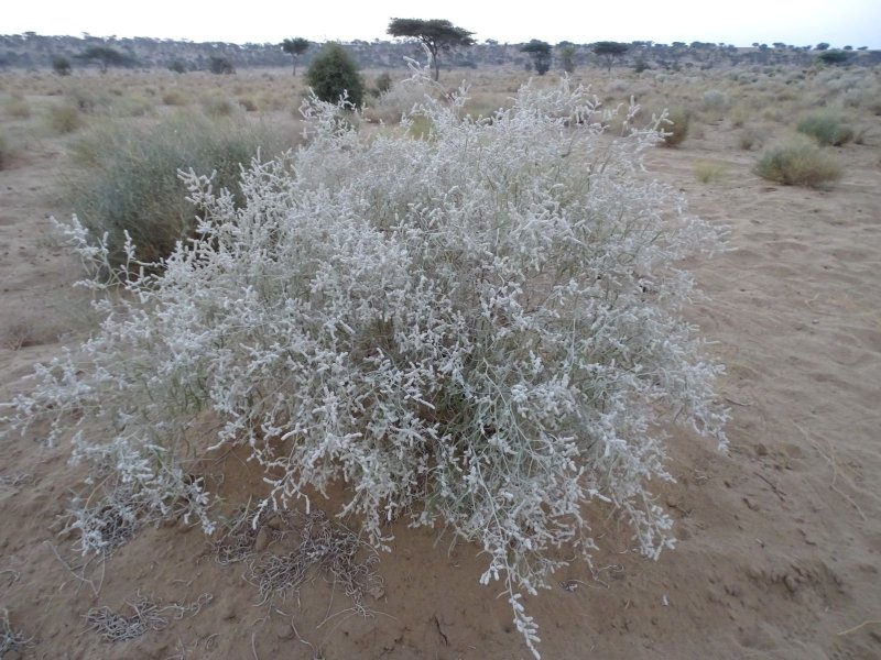 Пустынная растительность Туркмении