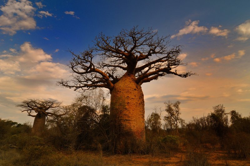Мадагаскар дерево баобаб Мадагаскар