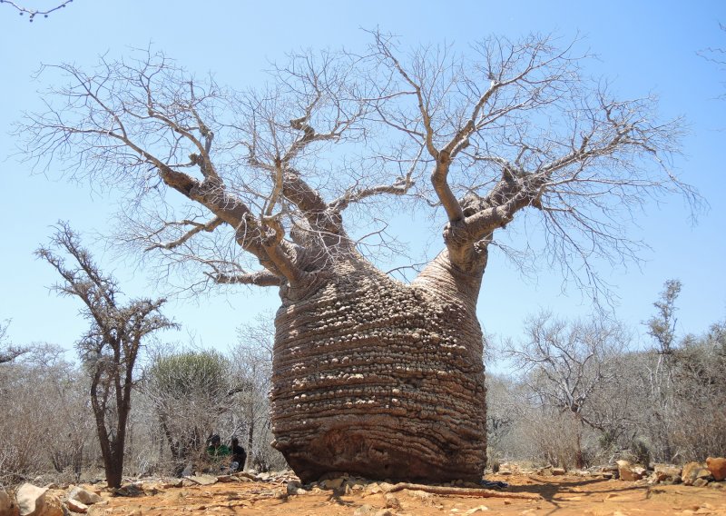 Австралийский баобаб бутылочное дерево