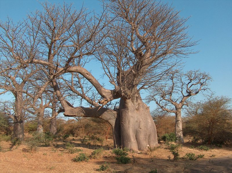 Баобаб дерево Сенегал