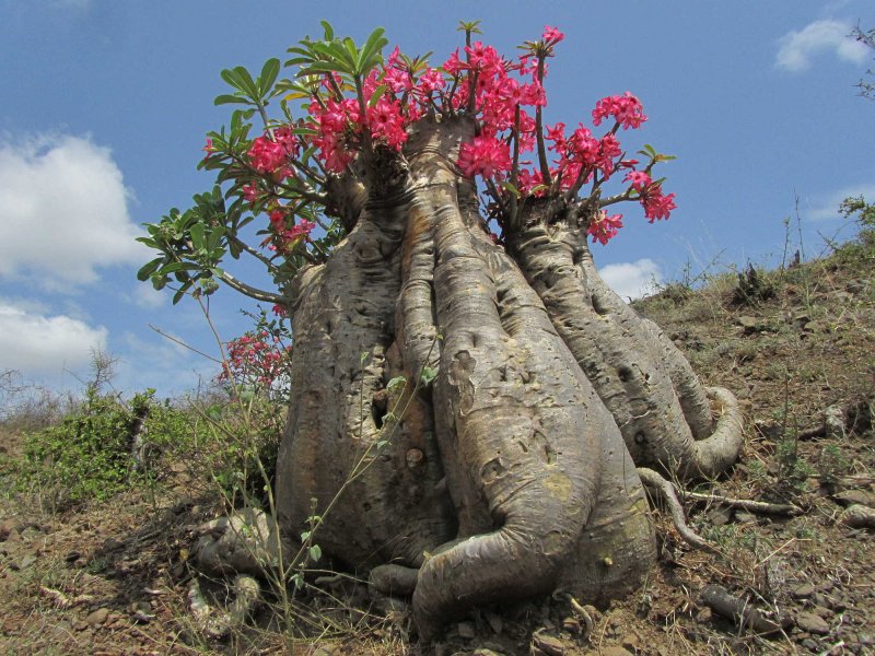 Танзания растения баобаб