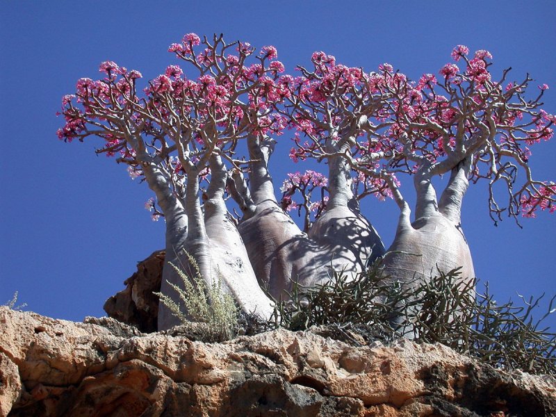Растительный мир Эритреи баобабы