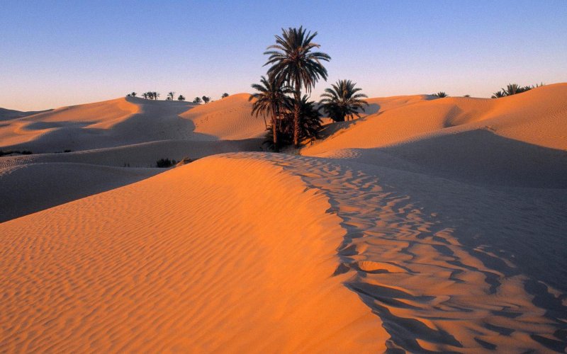 Тунис пустыня сахара