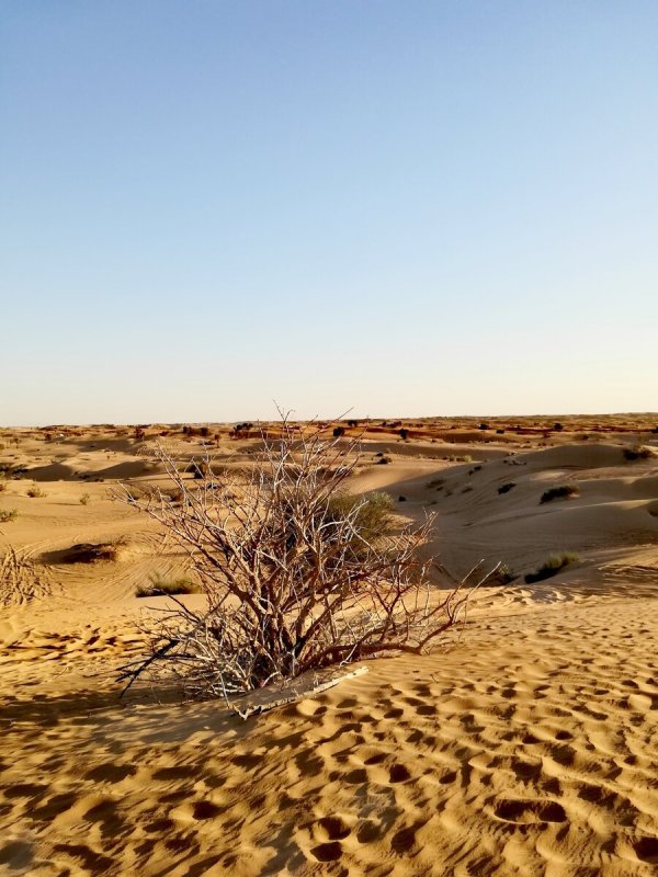 Аравийские пустыни
