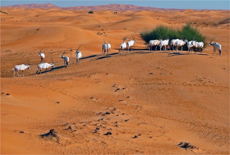 Пустыня Неджд