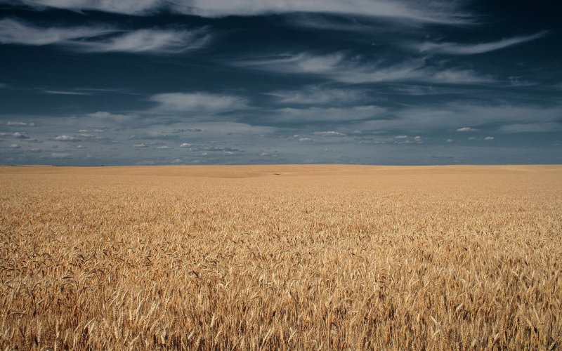 Ковыльная степь и пшеничное поле