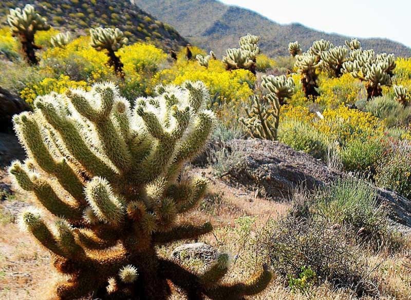 Цветущая пустыня Анза Боррего кактусы