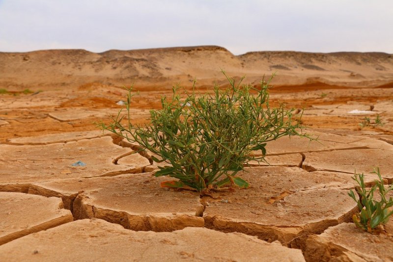 Растения которые живут в пустыне