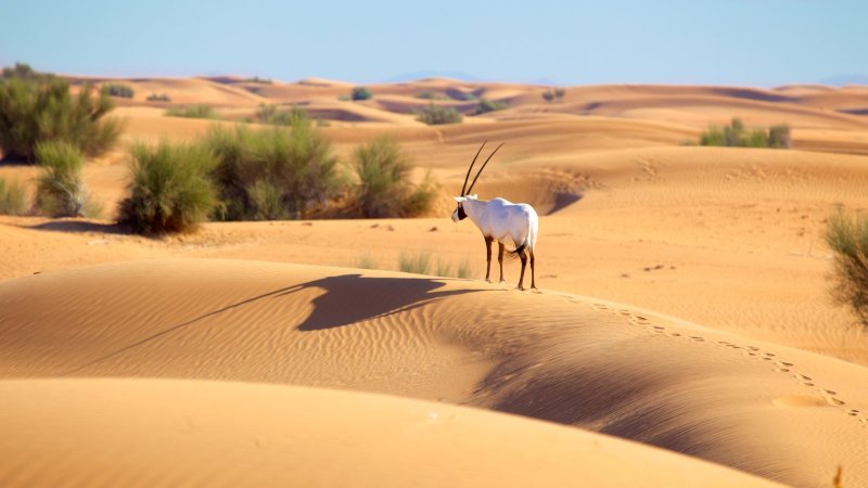Дубайский пустынный заповедник