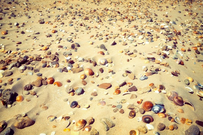 Песчаный пляж с ракушкой