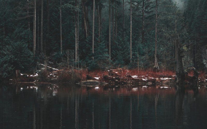 Страшное озеро в лесу