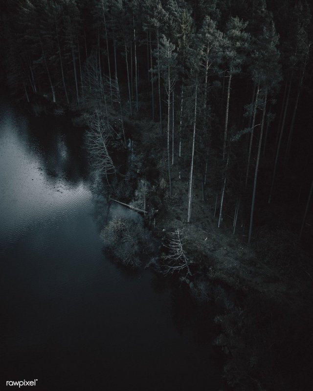 Dark Forest aesthetic