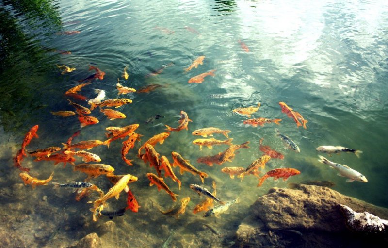 Озеро с рыбками