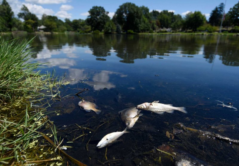 Загрязнение реки Сейм в Курской области