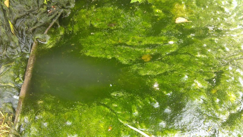 Цветение воды цианобактерии