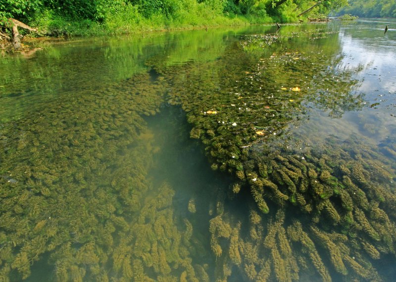 Речные водоросли реки Клязьма