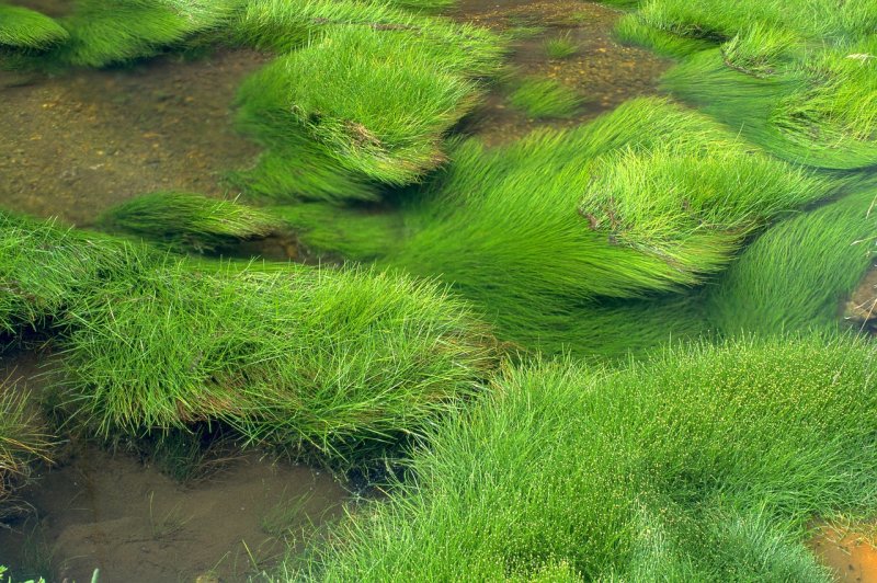 Зелёные водоросли гидрофиты?