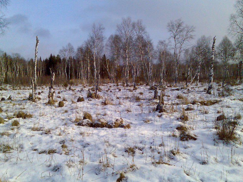 Болото Ленинградской области