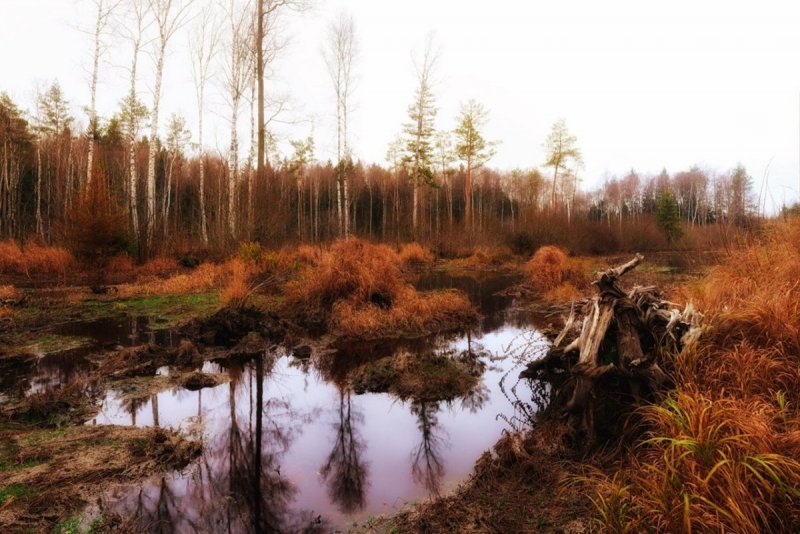 Торфяные болота в Беларуси