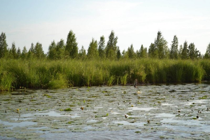 Озеро Донты Республика Коми