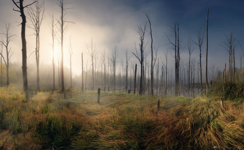 Болотистый туманный лес